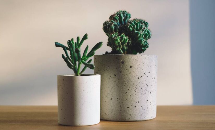 Estudos comprovam que sistema de cultivo sem solo pode economizar até 90% de água em comparação ao tradicional