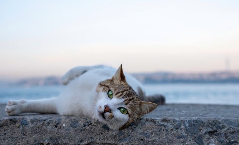 Uma ilha espanhola onde os gatos são maioria e o tempo parece parar