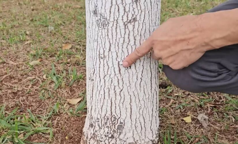 Em pomares urbanos, onde tem poluição, a aplicação pode ser feita com maior frequência