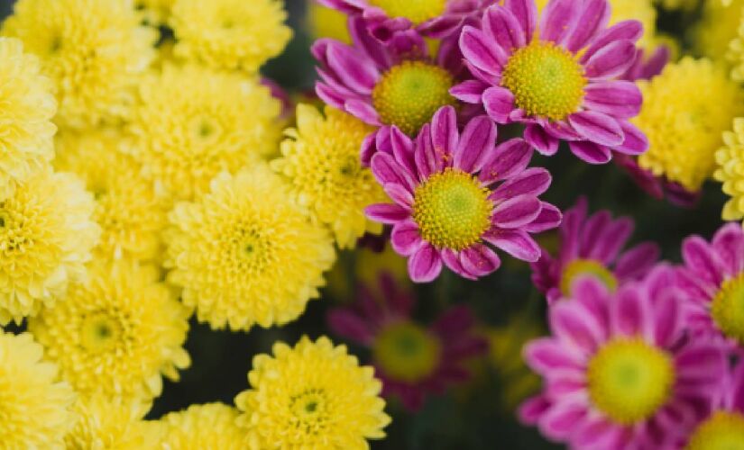 Ter um jardim colorido estimula o cuidado e a conexão com a natureza 