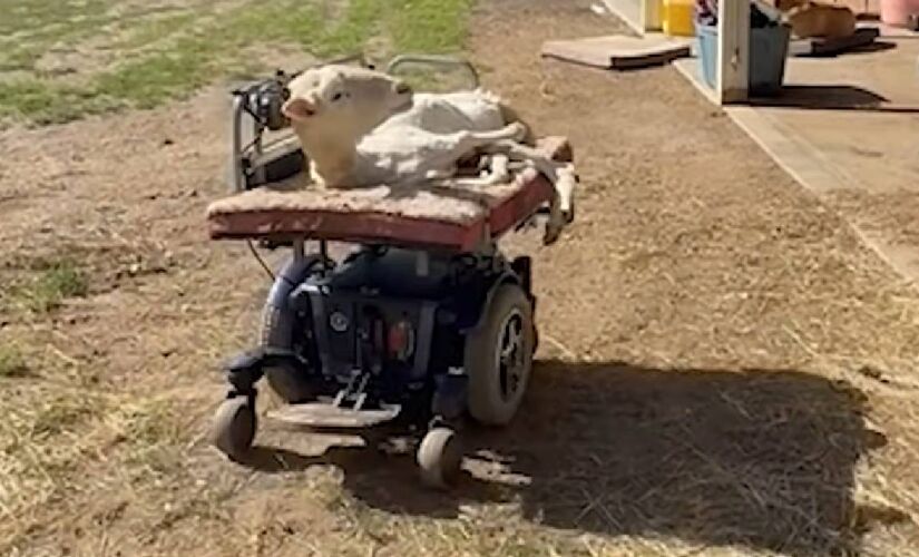 Kiki vive em um santuário em Massachusetts e aprendeu sozinha a manobrar a cadeira motorizada