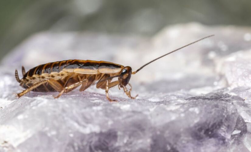 Controle das baratas começa com prevenção e limpeza constante