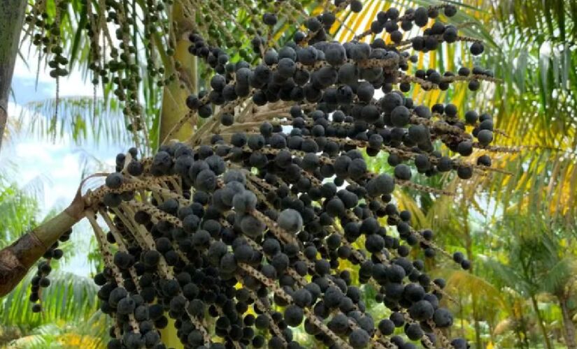 Produção de açaí avança em propriedades do interior paulista