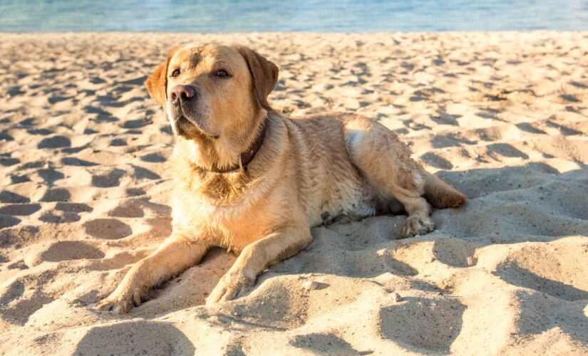 Da mesma forma que os humanos, os animais sofrem com a exposição excessiva ao sol
