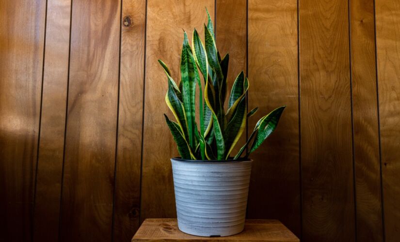 A planta é muito associada a prosperidade mas precisa de posicionada nos lugares certos