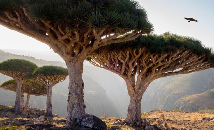 Essa ilha é repleta de espécies endêmicas, ou seja, não são encontradas em nenhum outro lugar da Terra