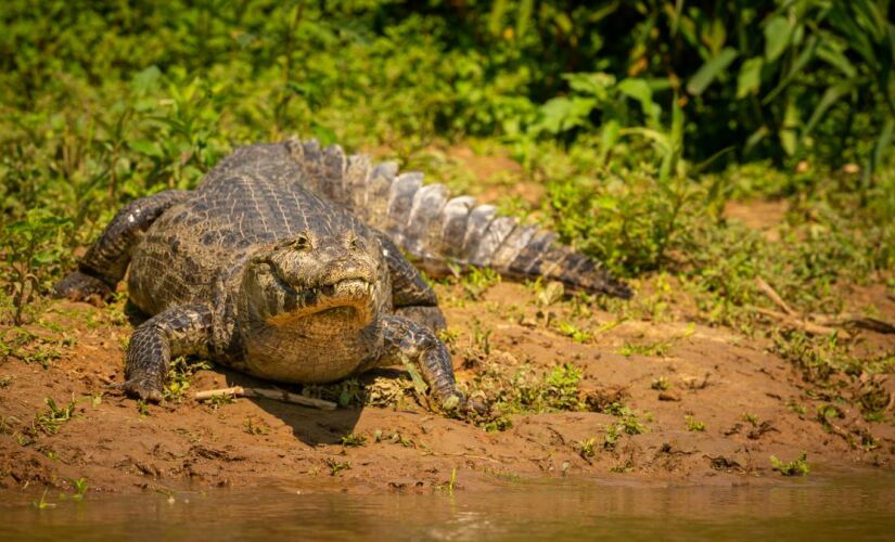 Jucelino era o nome do jacaré que inspirou o famoso post de 2014 e transformou a Lagoa da Pampulha em palco de uma lenda digital