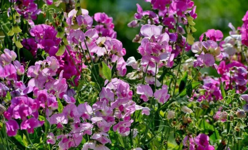 Ervilha-de-cheiro cria barreira natural perfumada no jardim