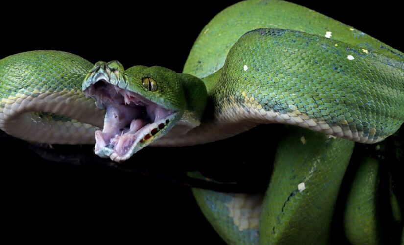 Apesar de ter cobras venenosas, nenhuma das mais peçonhetas está no Brasil