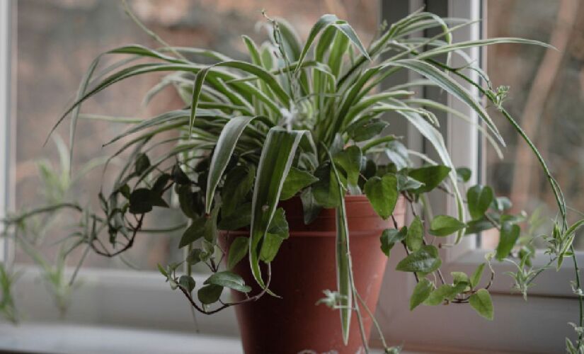 Planta resistente se adapta a ambientes úmidos e melhora o frescor do banheiro
