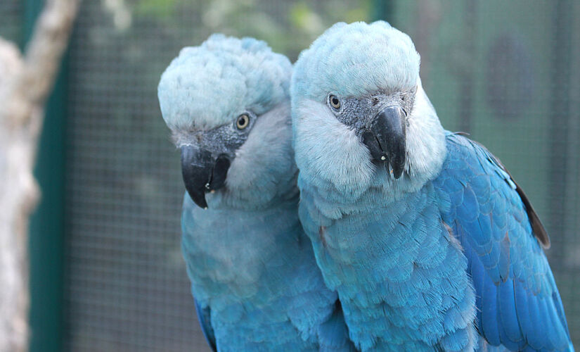 Brasileira e nativa do Nordeste, a espécie viralizou mundialmente ao ser retratada no filme 'Rio'