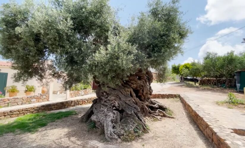 A área da árvore é protegida por autoridades locais, com visitação tranquila e ambiente familiar.