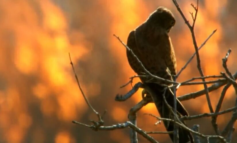As aves de rapina da Austrália lembram que a linha entre "desastre natural" e "estratégia de sobrevivência" nem sempre é tão nítida quanto parece.