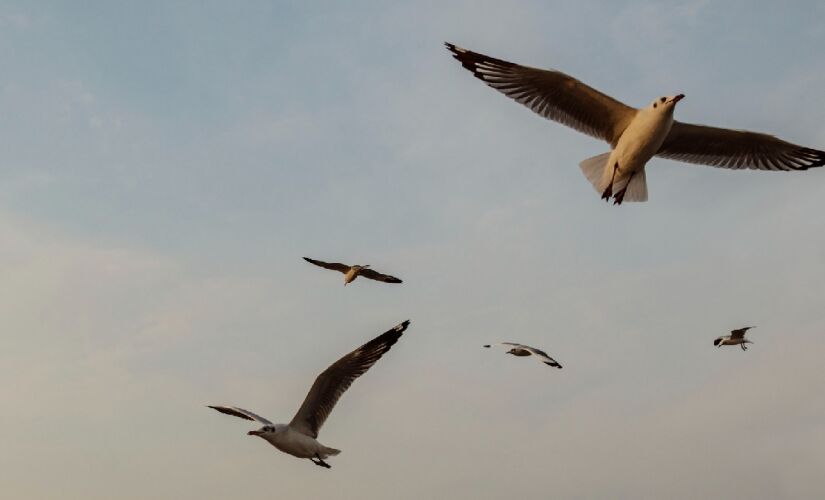 A missão de aguentar voar de maneira firme e forte por centenas ou até milhares de quilômetros parece uma tarefa impossível de concluir, principalmente na percepção dos humanos