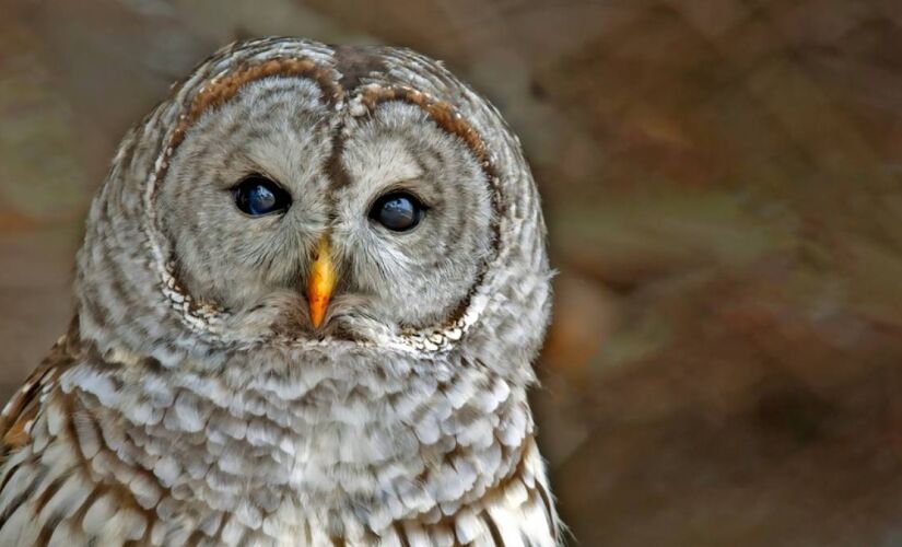 Serviço de Pesca e Vida Selvagem dos EUA