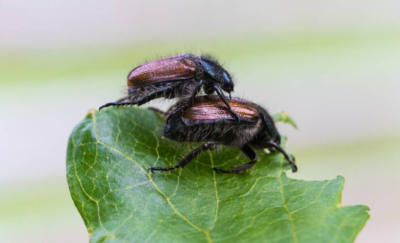 Pesquisa com Tribolium castaneum revela que a proporção de gênero influencia comportamento sexual entre machos
