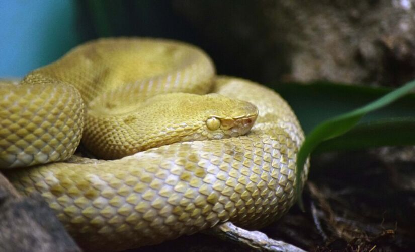 O coração dessa jararaca fica em uma posição mais alta para garantir agilidade e estabilidade na hora de escalar