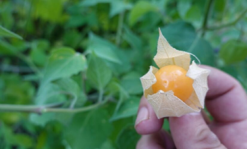 Com grande valor nutricional, a fruta pode auxiliar nos combates ao mal de Parkinson e Alzheimer
