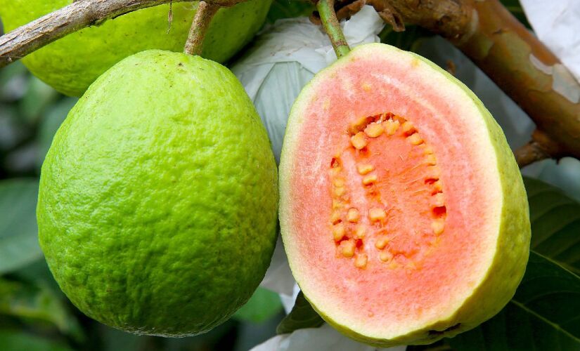 Técnicas foram desenvolvidas para deixar as goiabas maiores