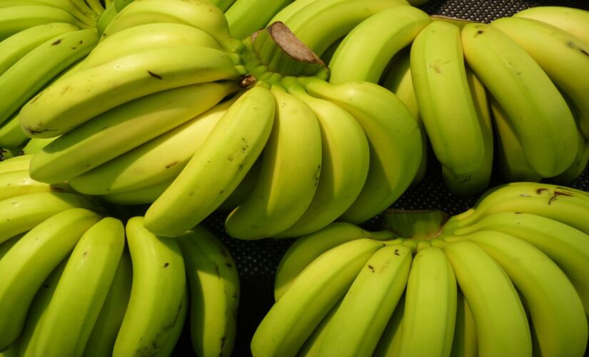 A cidade é destaque na produção nacional de banana