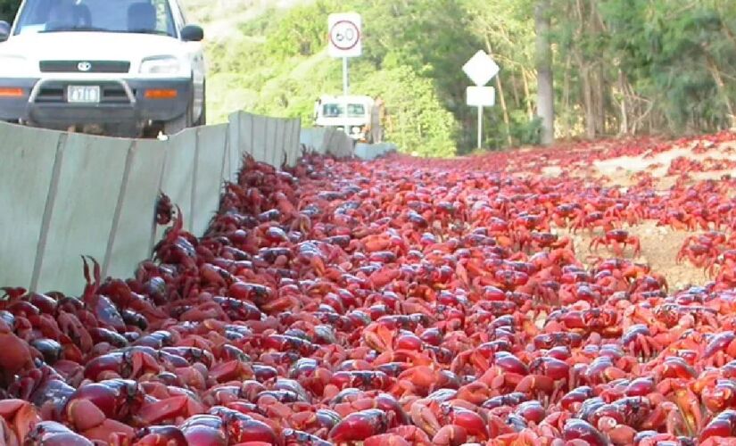 São dezenas de milhões de deles todos os anos