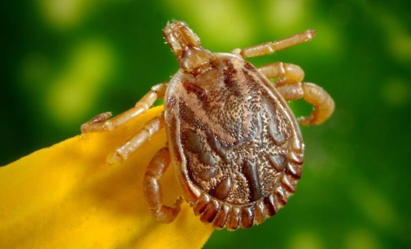 Transmissão da febre maculosa ocorre por meio da picada do carrapato-estrela