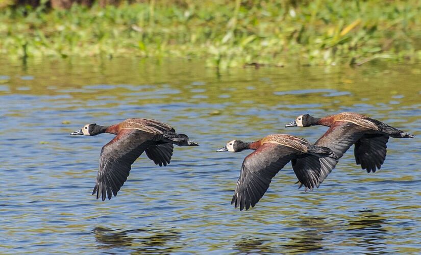 Castilho abriga uma grande variedade de espécies como jacarés, serpentes, garças e aves