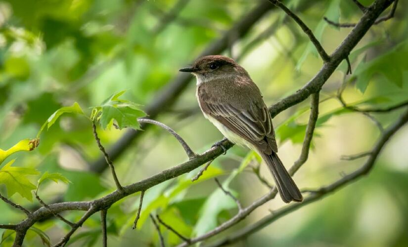 Água limpa, abrigo e alimento transformam o jardim em refúgio seguro para aves durante o inverno