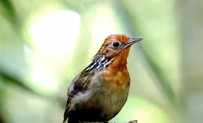 Uirapuru é a ave que representa o estado do Amazonas