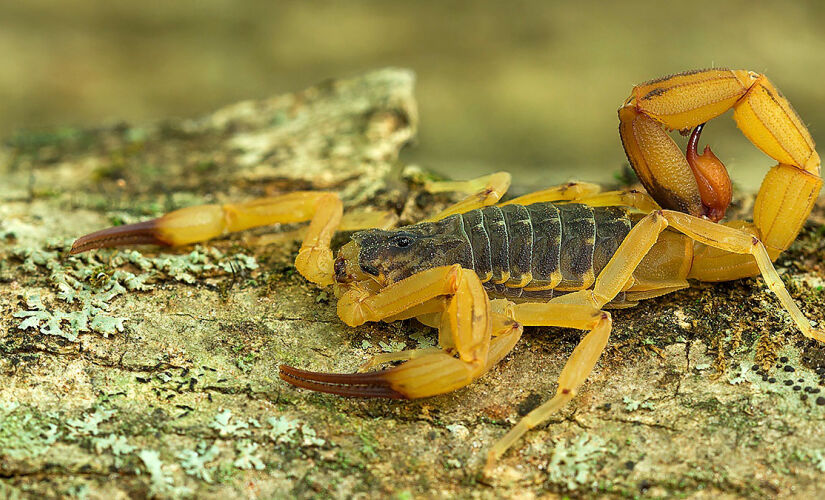 Tityus serrulatus (escorpião-amarelo) está entre as espécies mais perigosas