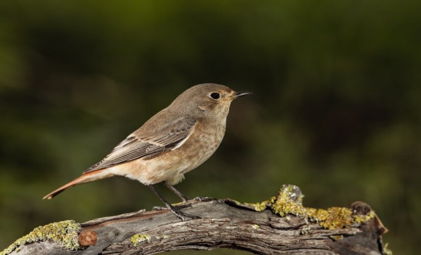 Até mesmo em grandes centros urbanos, algumas dessas aves estão presentes 