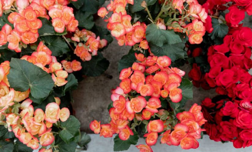 Essas três plantas mantêm o jardim florido e bonito com pouca manutenção