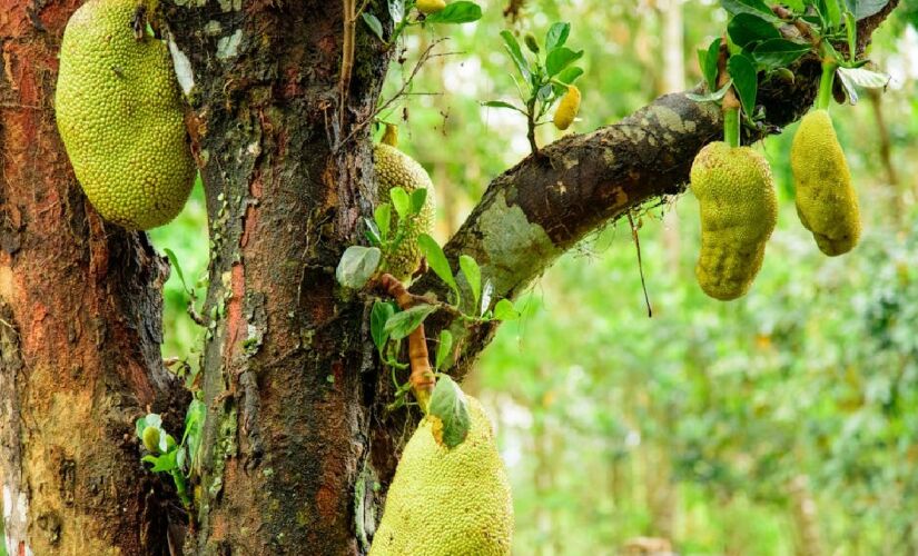 Fruta tropical cheia de sabor, nutrientes e um cheiro característico, a jaca é a maior fruta de árvore do mundo e pode pesar até 35 kg