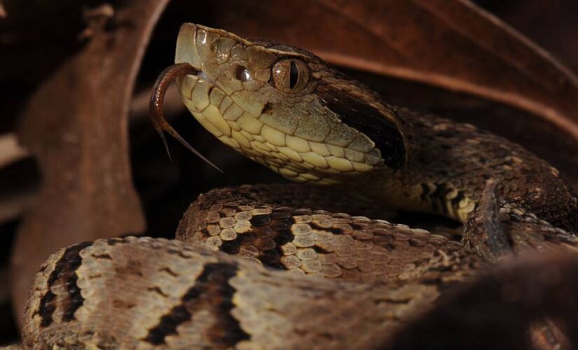 Responsável pela maioria dos acidentes no Brasil, espécie exige atenção redobrada e socorro rápido