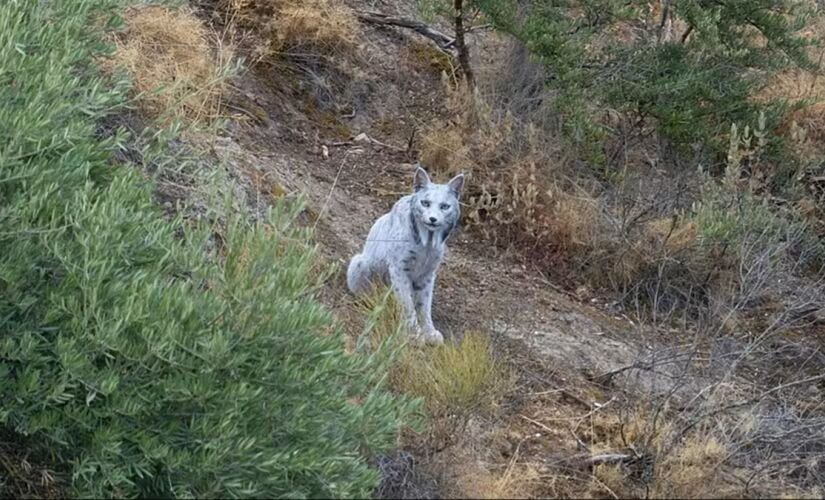 Lince-ibérico branco foi flagrado por fotógrafo amador na Espanha