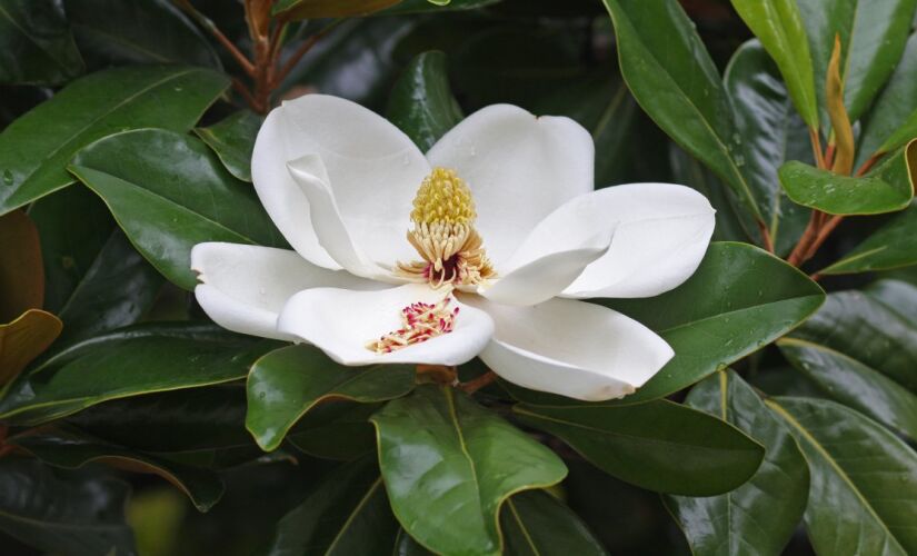 Descubra como cuidar da magnólia em vaso e transformar pequenos ambientes em refúgios verdes