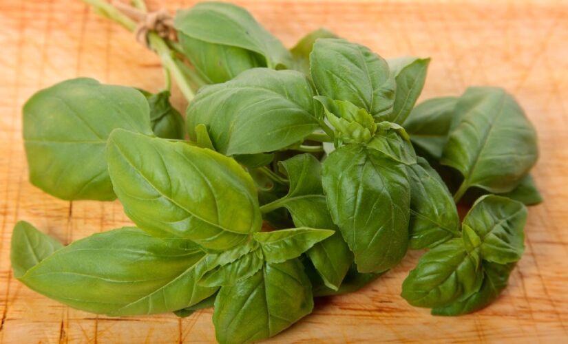 Com condições climáticas favoráveis durante a primavera no hemisfério sul, o manjericão tem fácil cultivo e se adapta bem, seja em jardins ou vasos internos.