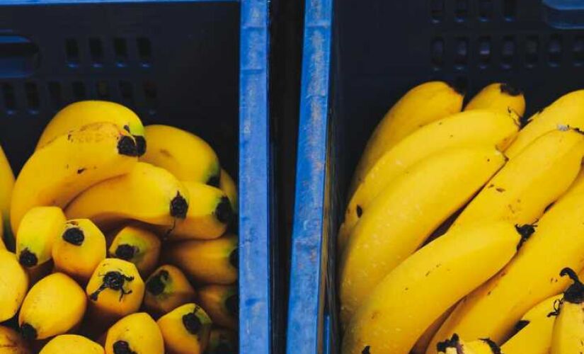 Cidade do sul de São Paulo lidera a produção da fruta no estado e movimenta a economia