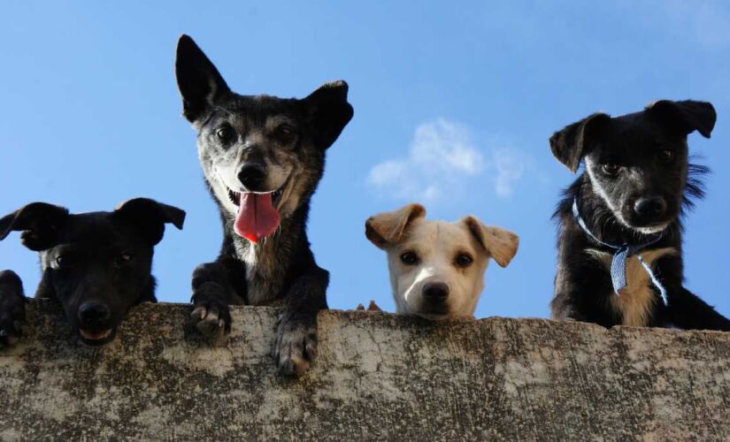 CasAdote será primeiro centro de adoção permanente de cães e gatos do Brasil