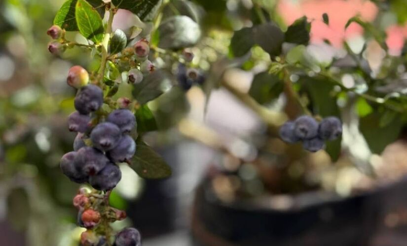 Para aproveitar ao máximo, a administração do parque indica escolher os mirtilos mais firmes e com a tonalidade azul-escura