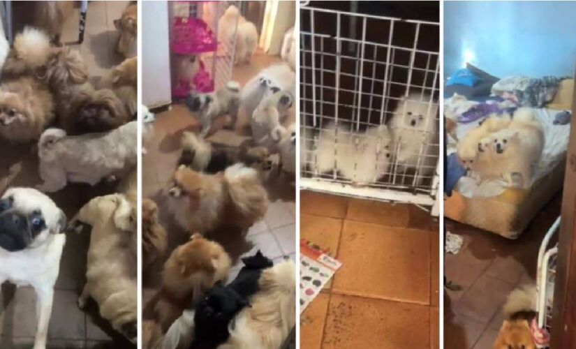 Equipe de policiais e veterinário identificou sinais de uso dos animais para reprodução