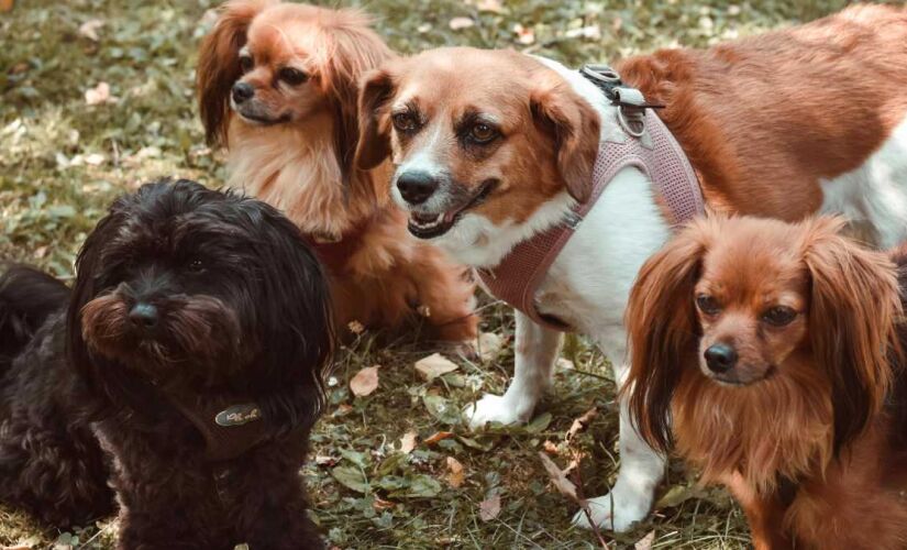 Foi quando, com o cachorro na mão resolvi gritar: achei o nosso cãozinho fujão