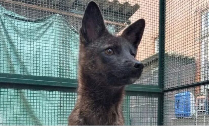 O caso é o primeiro registro detalhado desse tipo de cruzamento na América do Sul