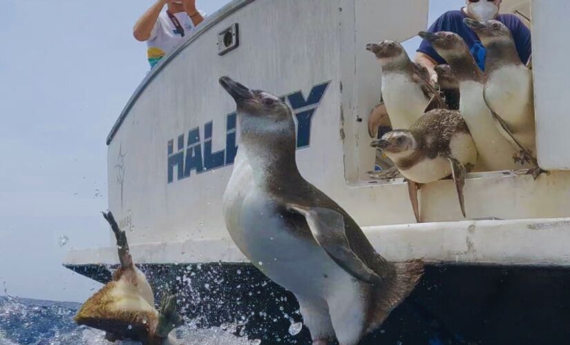 Operação teve o apoio do Aquário de Ubatuba e suporte logístico da Mineral Engenharia e Meio Ambiente