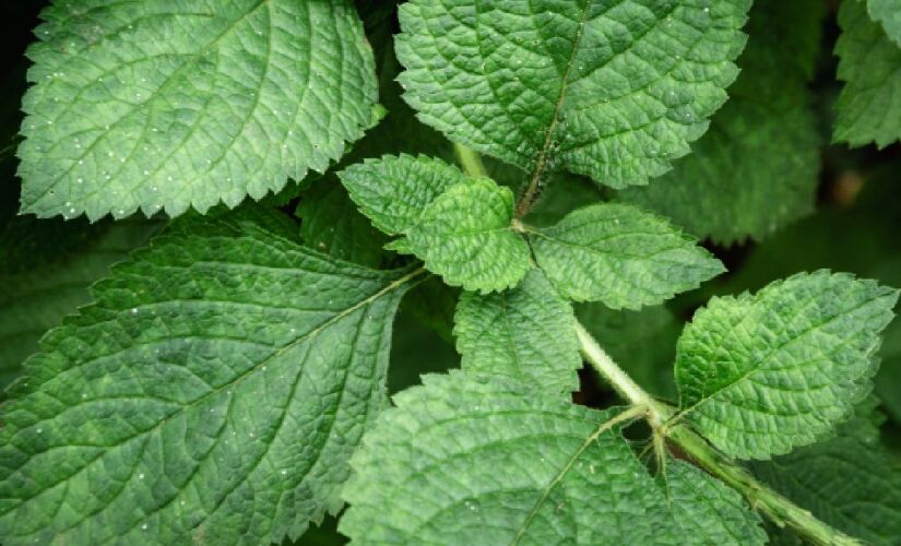 Erva-cidreira se destaca como opção natural para noites mais tranquilas