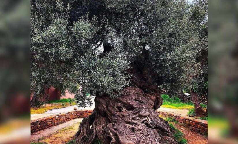 A árvore tem um tronco de 12,5 metros de circunferência na base e mais 4,5 metros de diâmetro