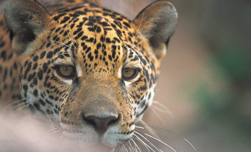 Felinos do semiárido têm porte reduzido por causa da seca e da oferta de alimento