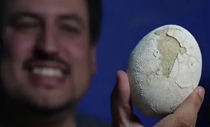 O estado de preservação é considerado surpreendente para um fóssil de cerca de 70 milhões de anos