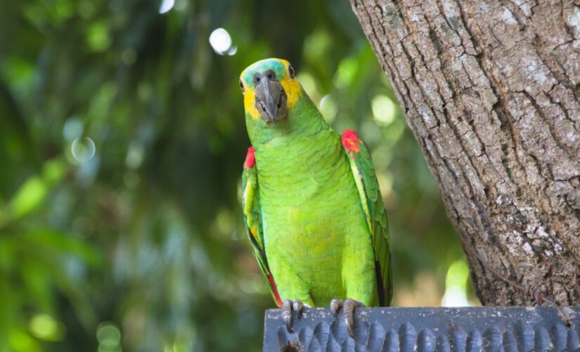 Nova pesquisa revela como o papagaio-verdadeiro estendeu a vida por meio de adaptações celulares