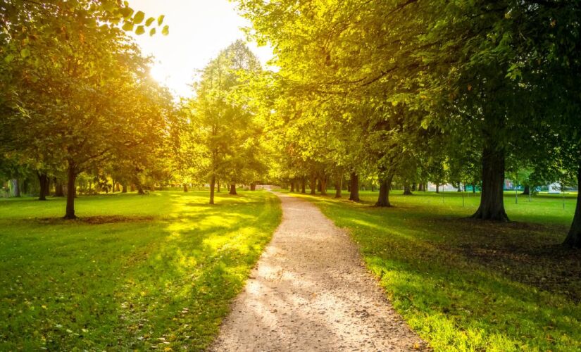 Entre trilhas, mirantes e bosques, Guarulhos mostra que é possível viver cercado de verde mesmo em meio à região metropolitana.